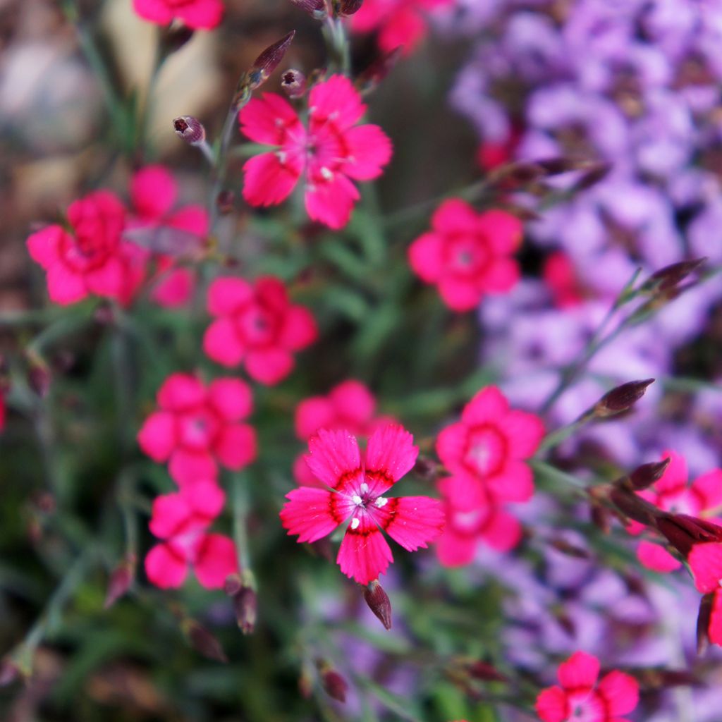 Dianthus deltoides Brillant - Oeillet des landes