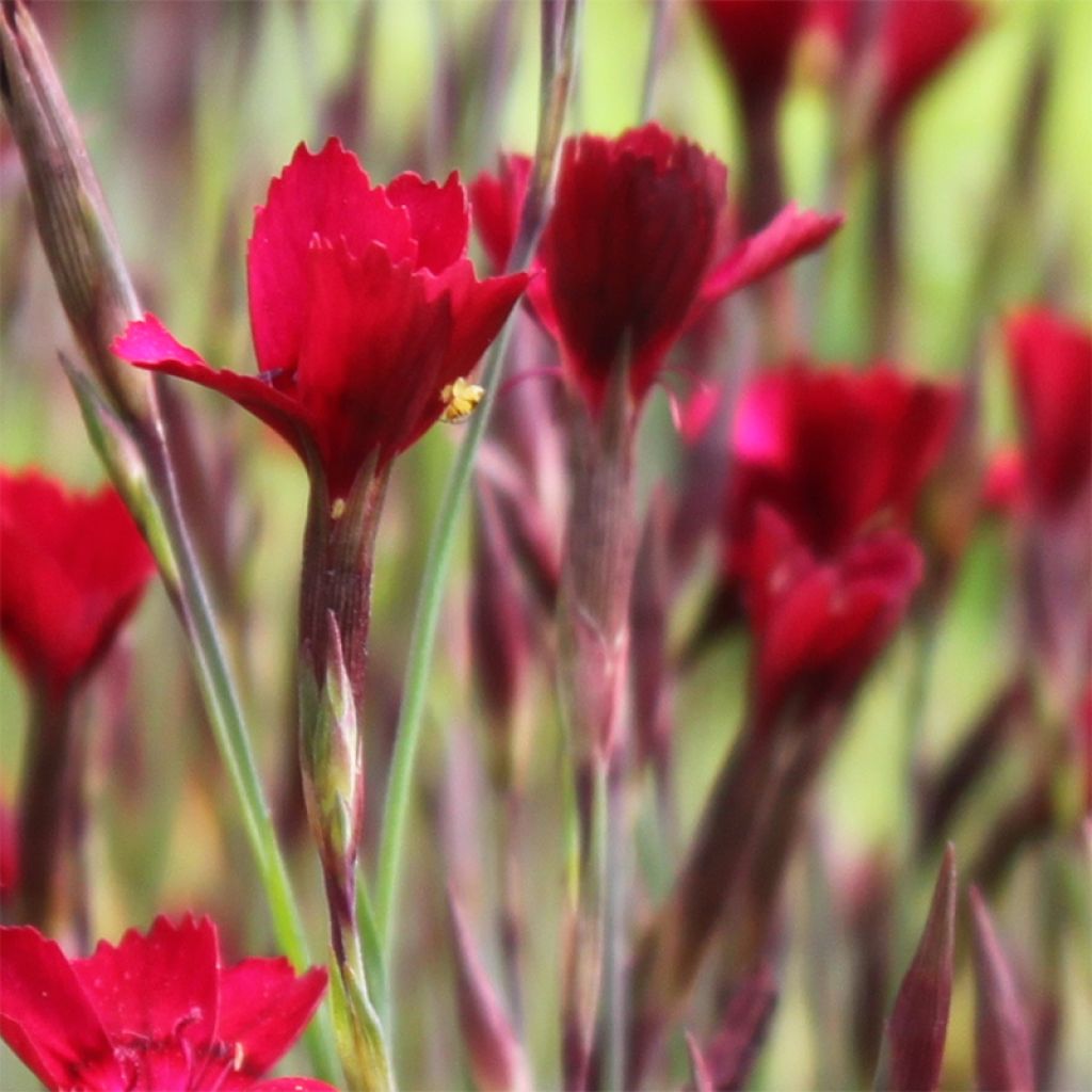 Dianthus deltoides Flashing Light - Oeillet à delta rouge écarlate