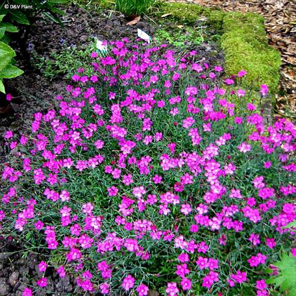 Dianthus deltoides - Oeillet à delta