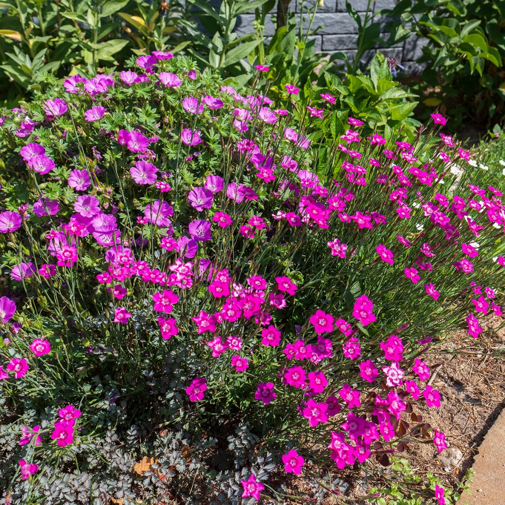 Dianthus deltoides - Oeillet à delta