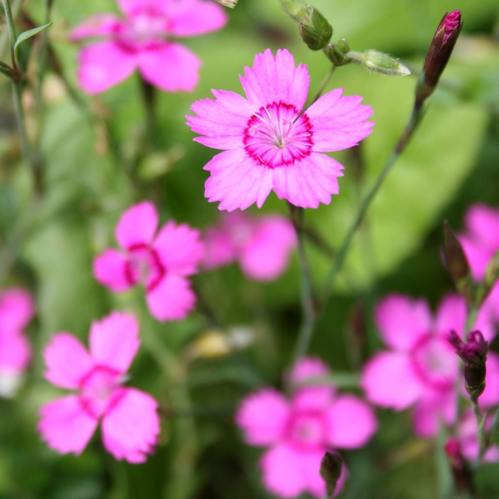 Dianthus deltoides - Oeillet à delta