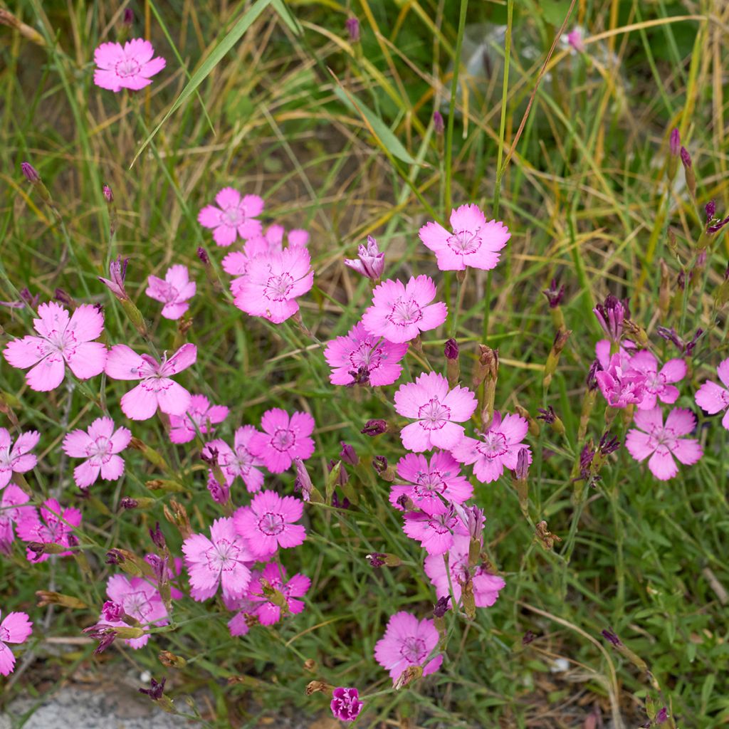 Dianthus deltoides - Oeillet à delta