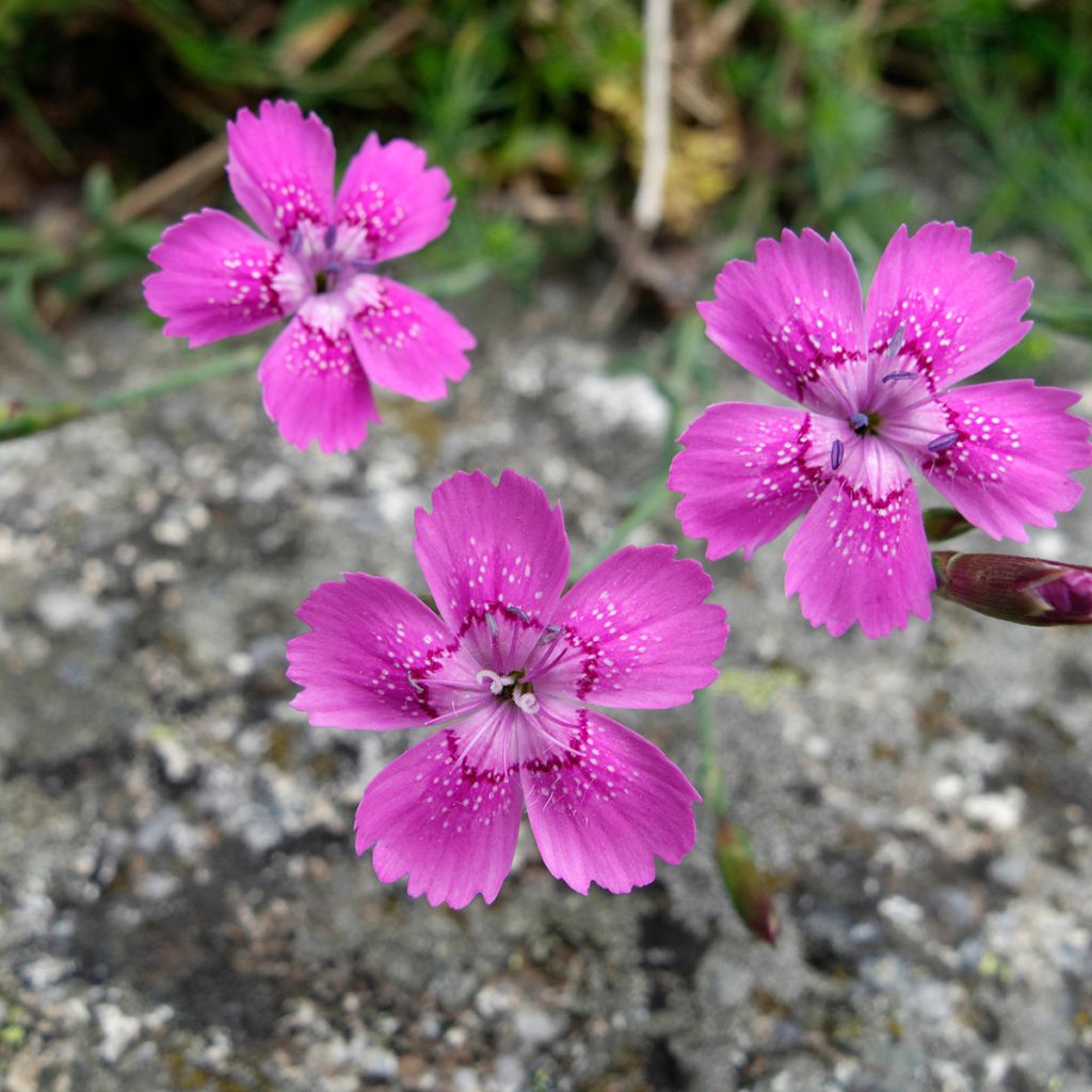 Dianthus deltoides - Oeillet à delta