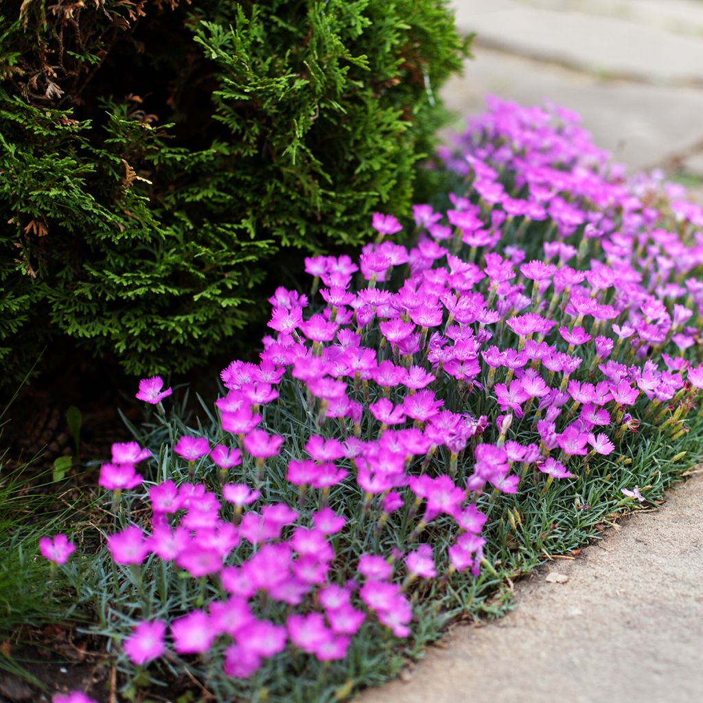 Dianthus deltoides - Oeillet à delta