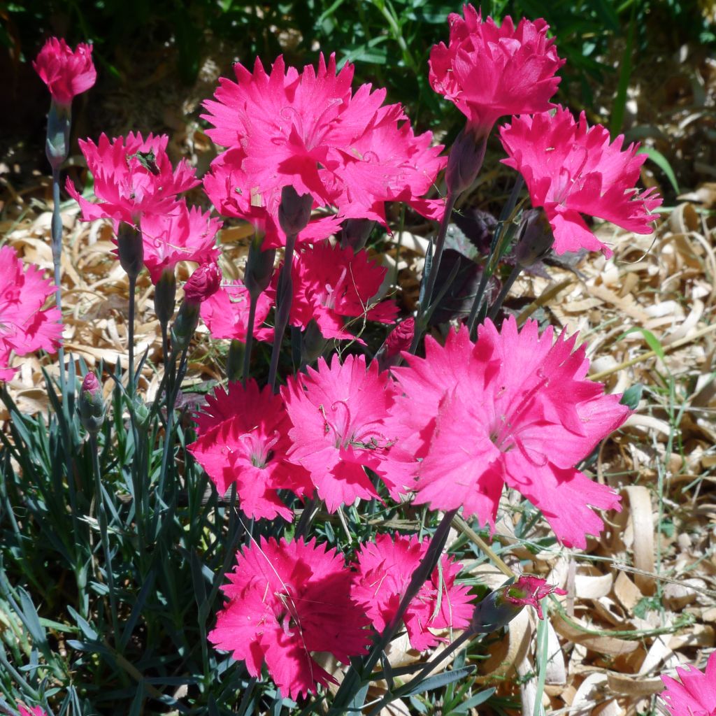 Dianthus gratianopolitanus Badenia - oeillet de pentecôte rouge