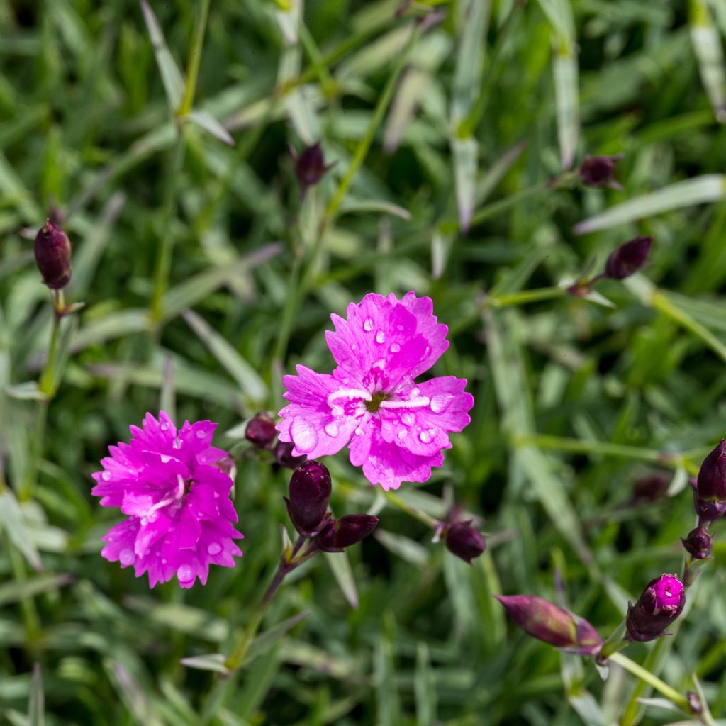 Dianthus gratianopolitanus Badenia - oeillet de pentecôte rouge