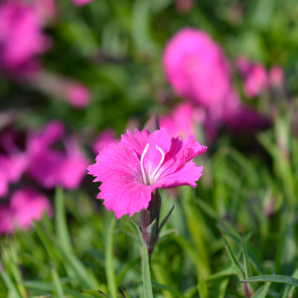 Dianthus gratianopolitanus Kahori - Œillet de pentecôte