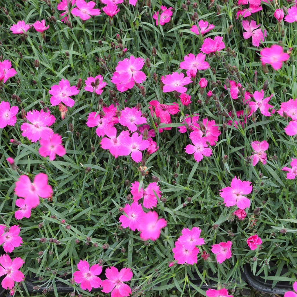 Dianthus gratianopolitanus Kahori - Œillet de pentecôte