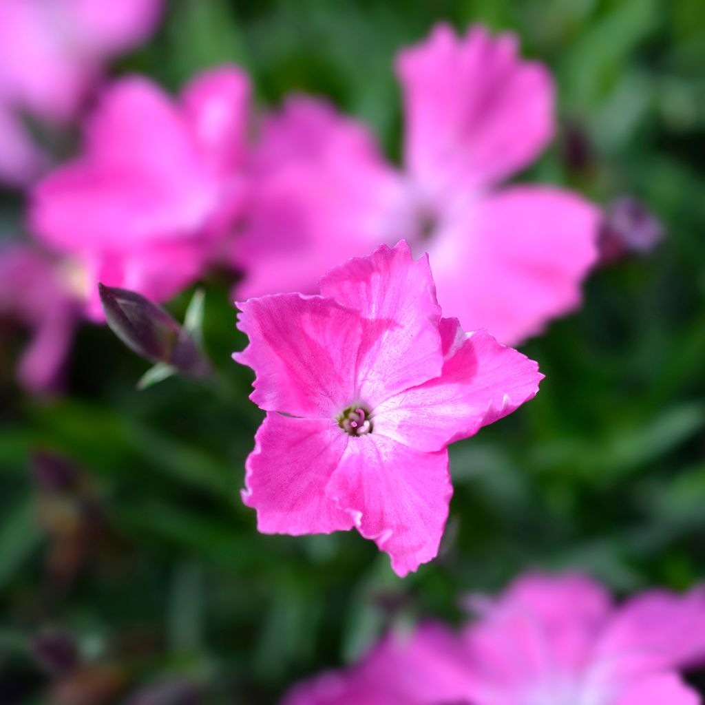 Dianthus gratianopolitanus Kahori - Œillet de pentecôte