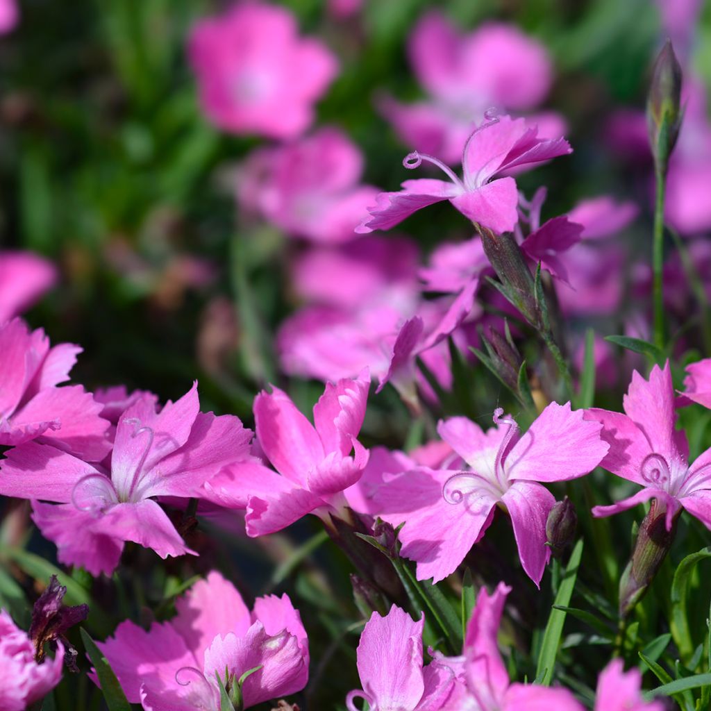 Dianthus gratianopolitanus Kahori - Œillet de pentecôte