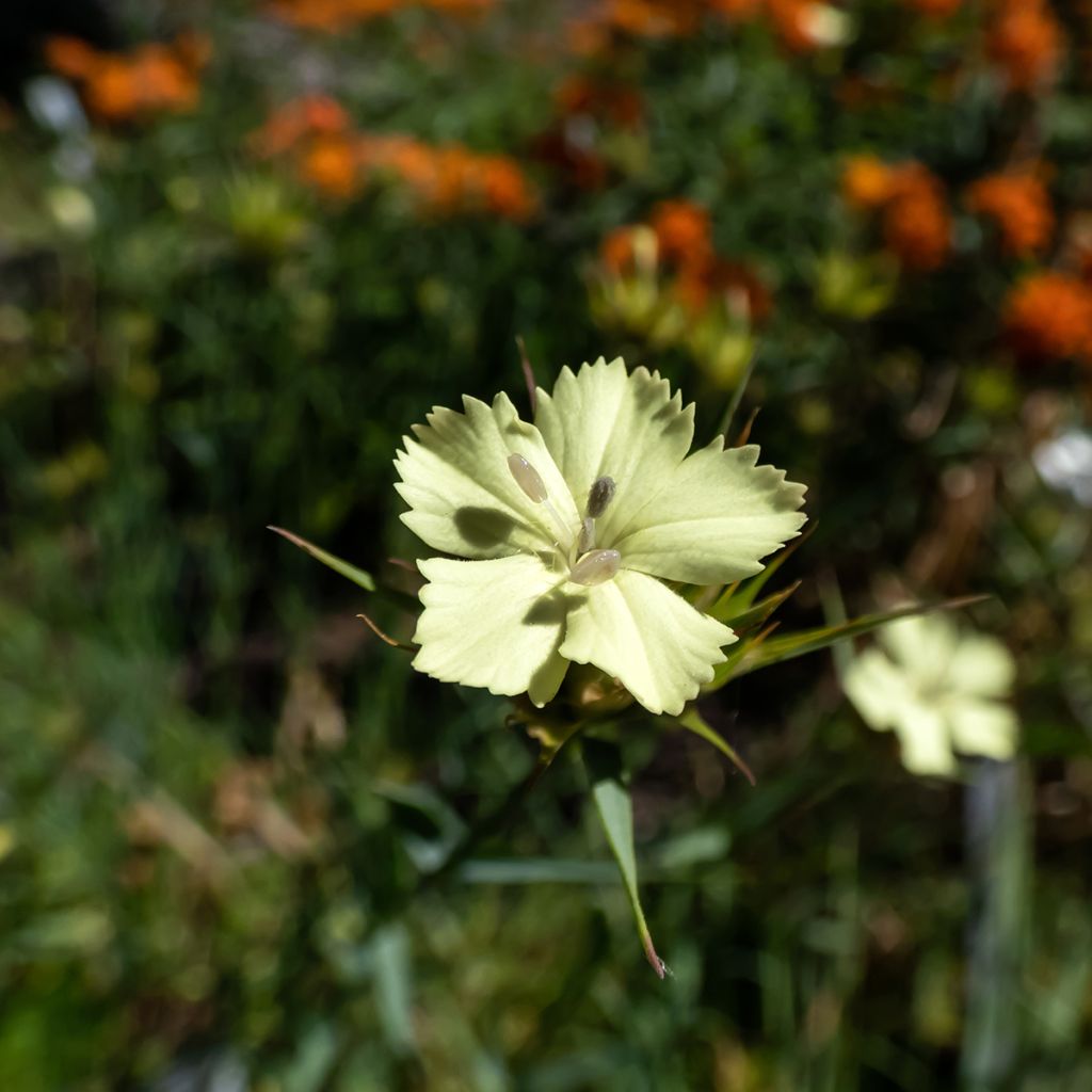 Dianthus knappii - Œillet de Knapp