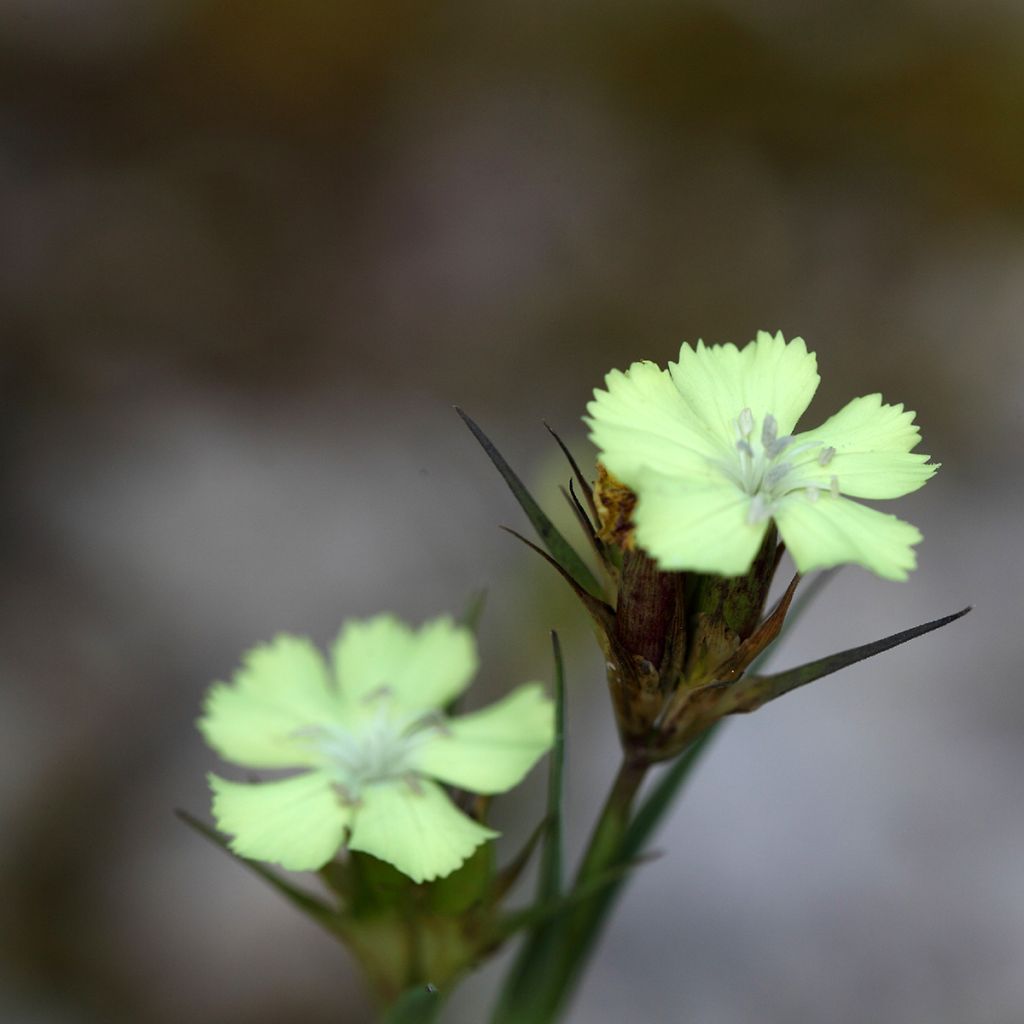 Dianthus knappii - Œillet de Knapp