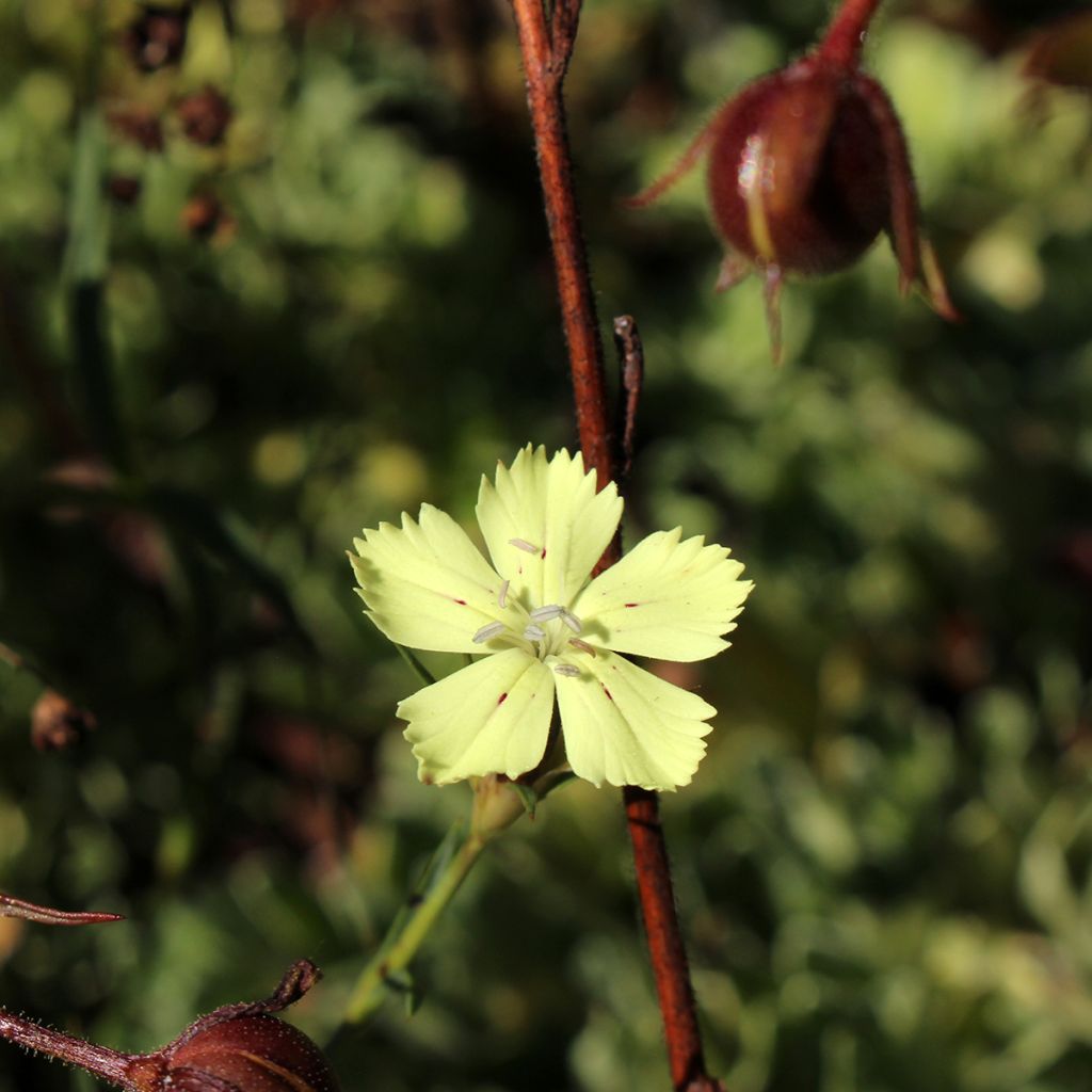 Dianthus knappii - Œillet de Knapp