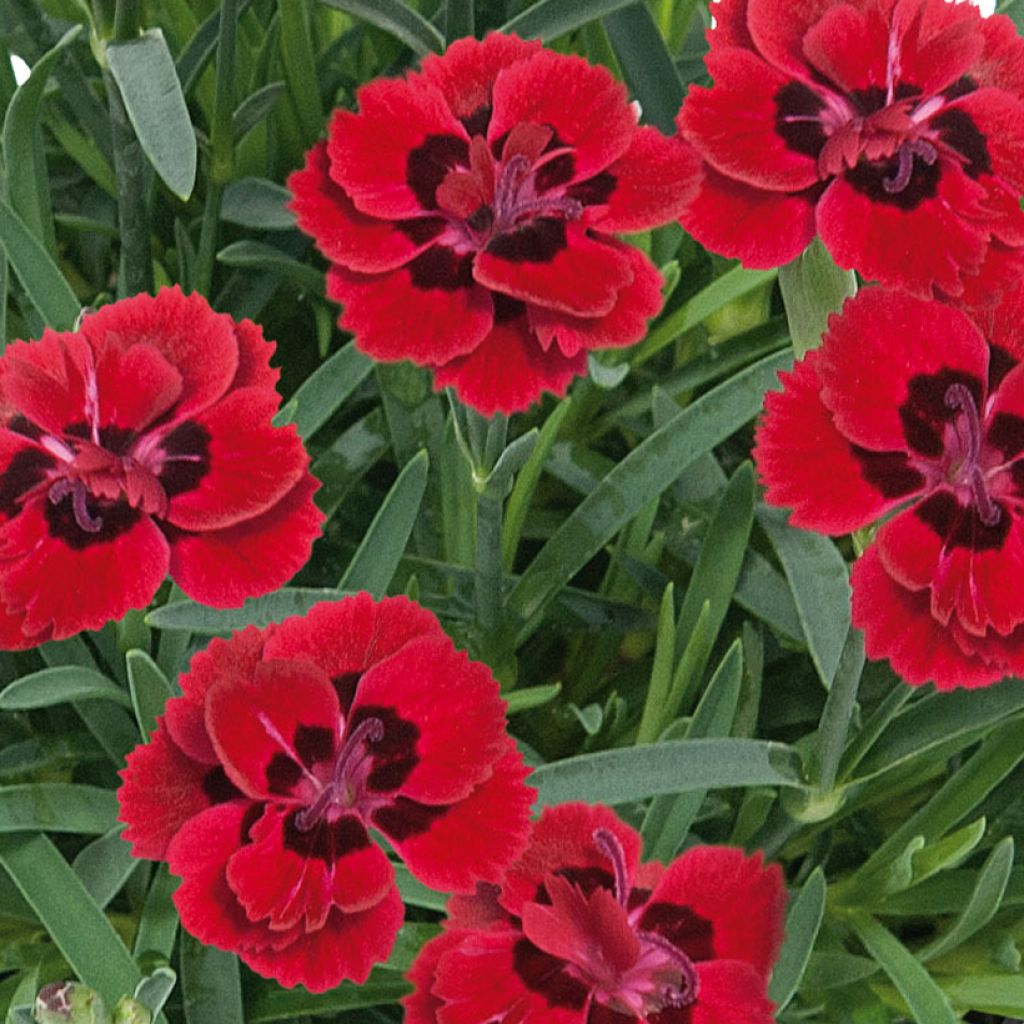 Dianthus Merci Fleuri - Œillet mignardise