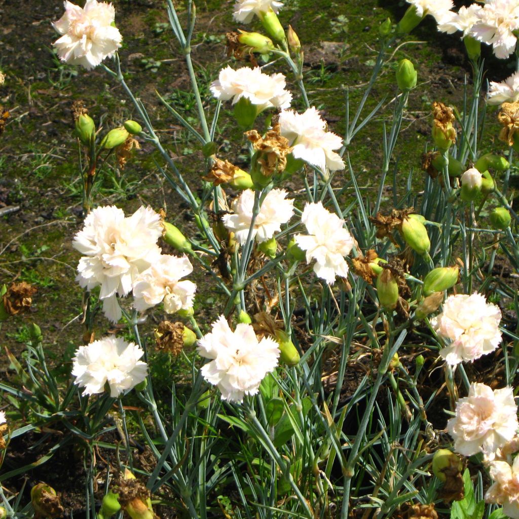 Dianthus plumarius Devon Cream - Oeillet mignardise