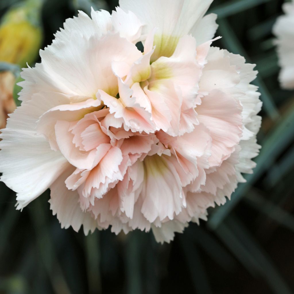 Dianthus plumarius Devon Cream - Oeillet mignardise