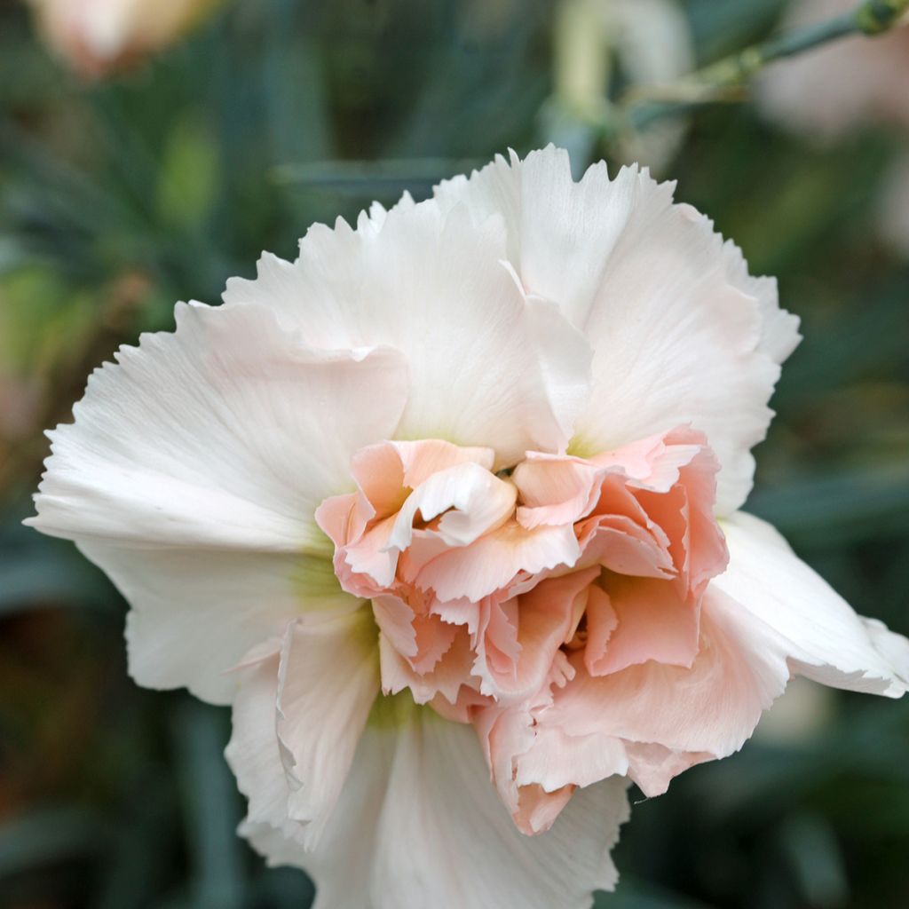 Dianthus plumarius Devon Cream - Oeillet mignardise