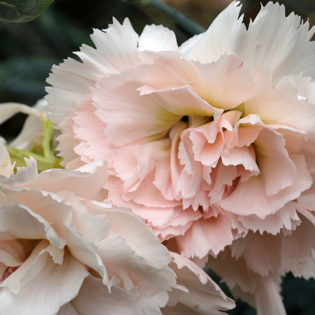 Dianthus plumarius Devon Cream - Oeillet mignardise