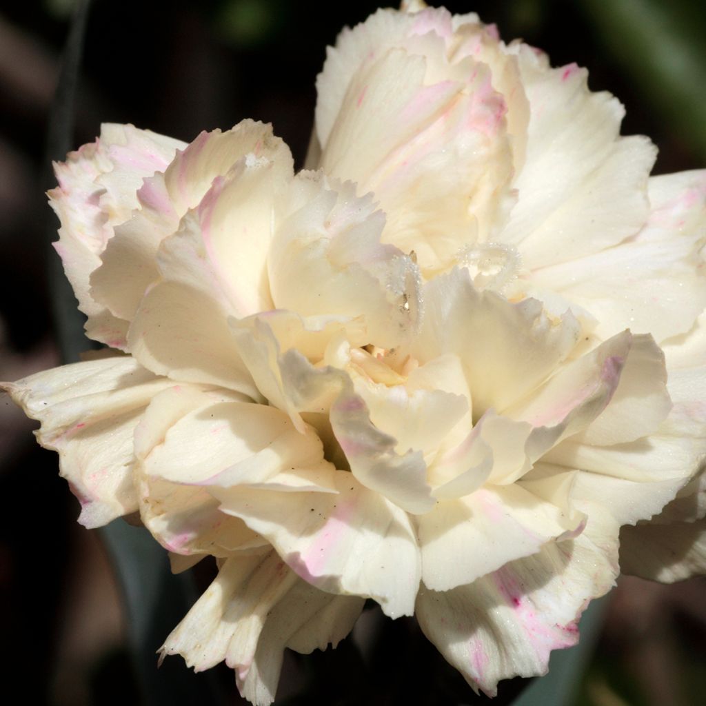 Dianthus plumarius Devon Cream - Oeillet mignardise