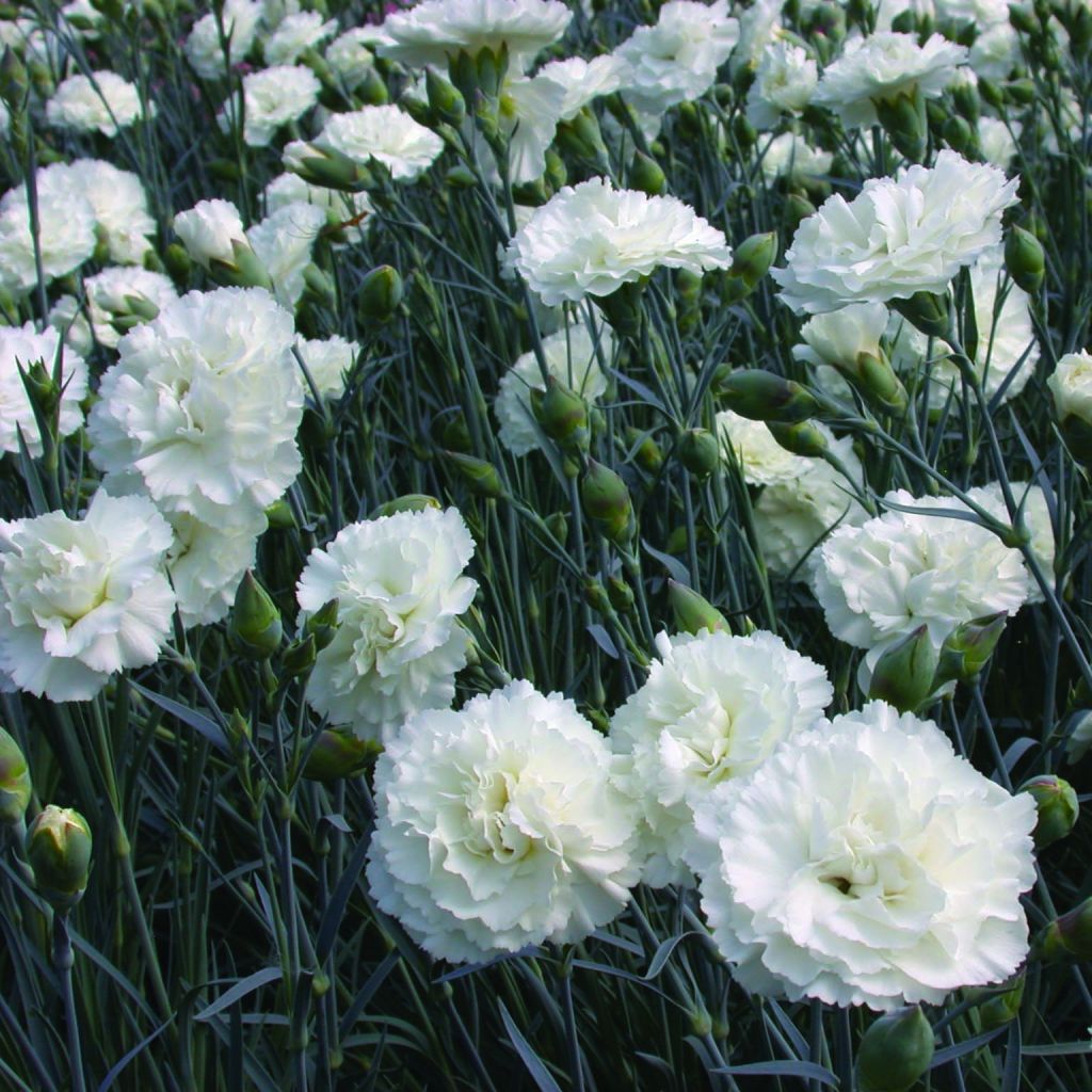 Dianthus plumarius Devon Dove - Oeillet mignardise.