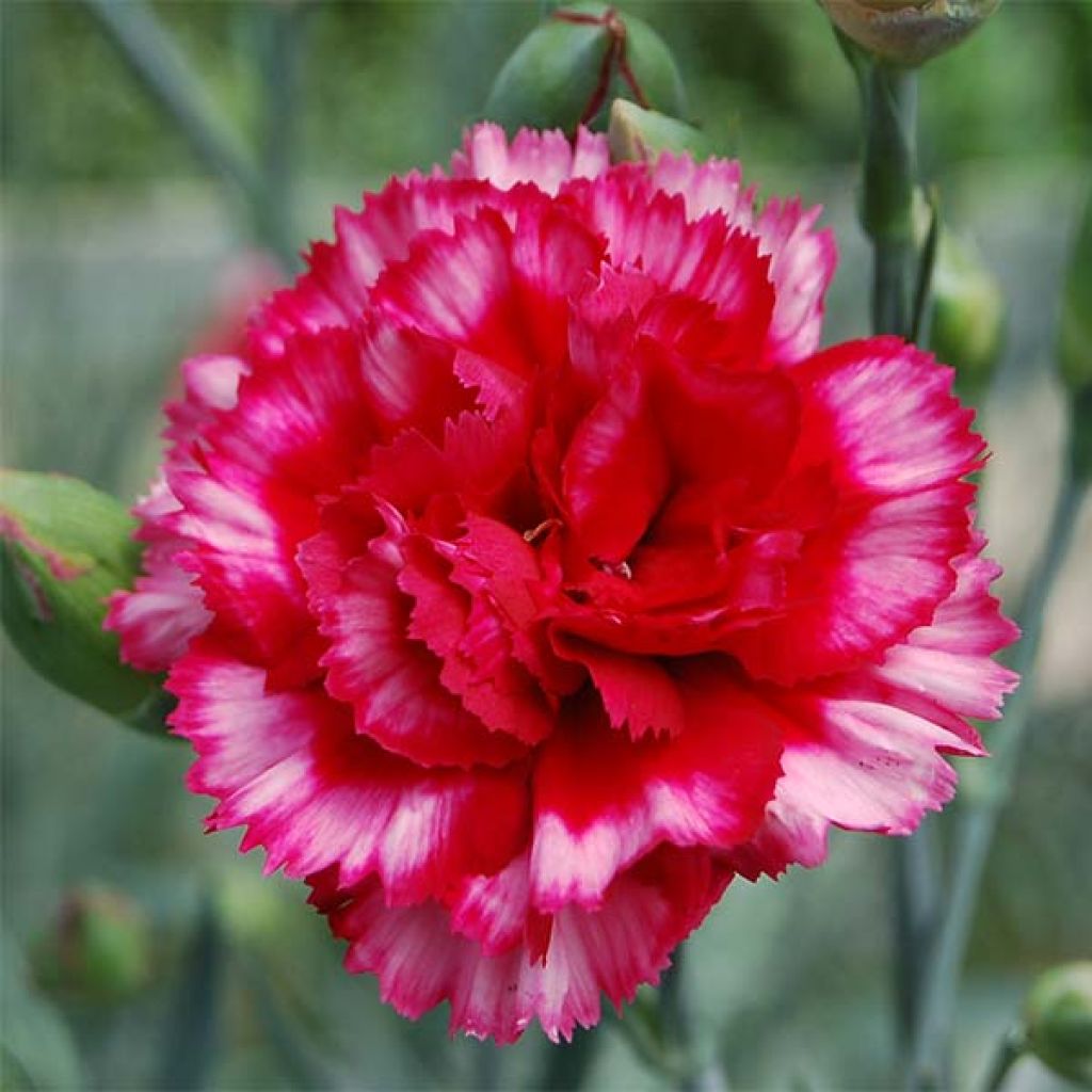 Dianthus plumarius Devon Magic - Oeillet mignardise