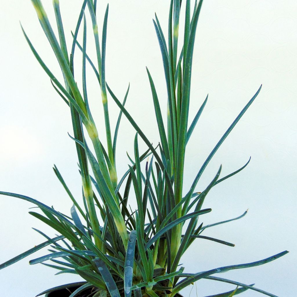 Dianthus plumarius Devon Magic - Oeillet mignardise