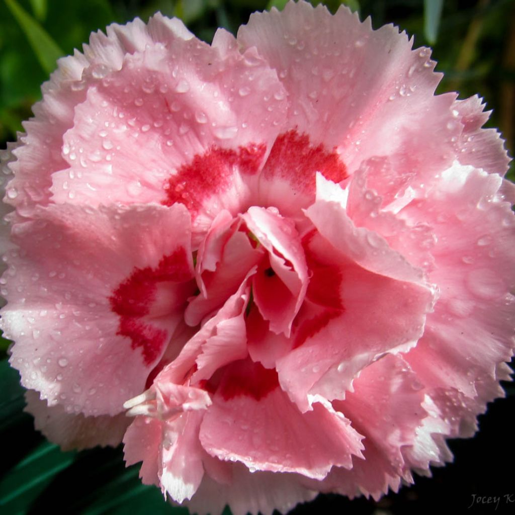 Dianthus plumarius Doris - Oeillet mignardise rose saumon et pourpre