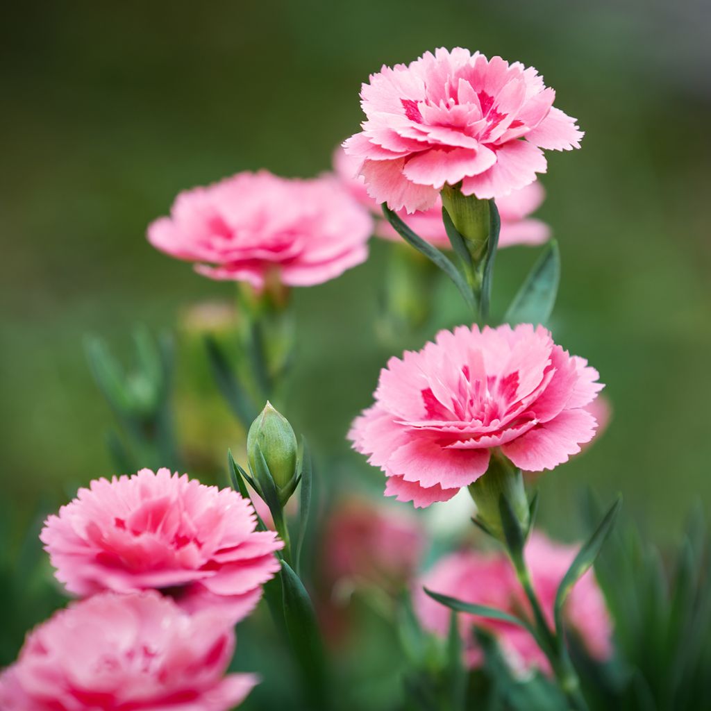 Dianthus plumarius Doris - Oeillet mignardise rose saumon et pourpre