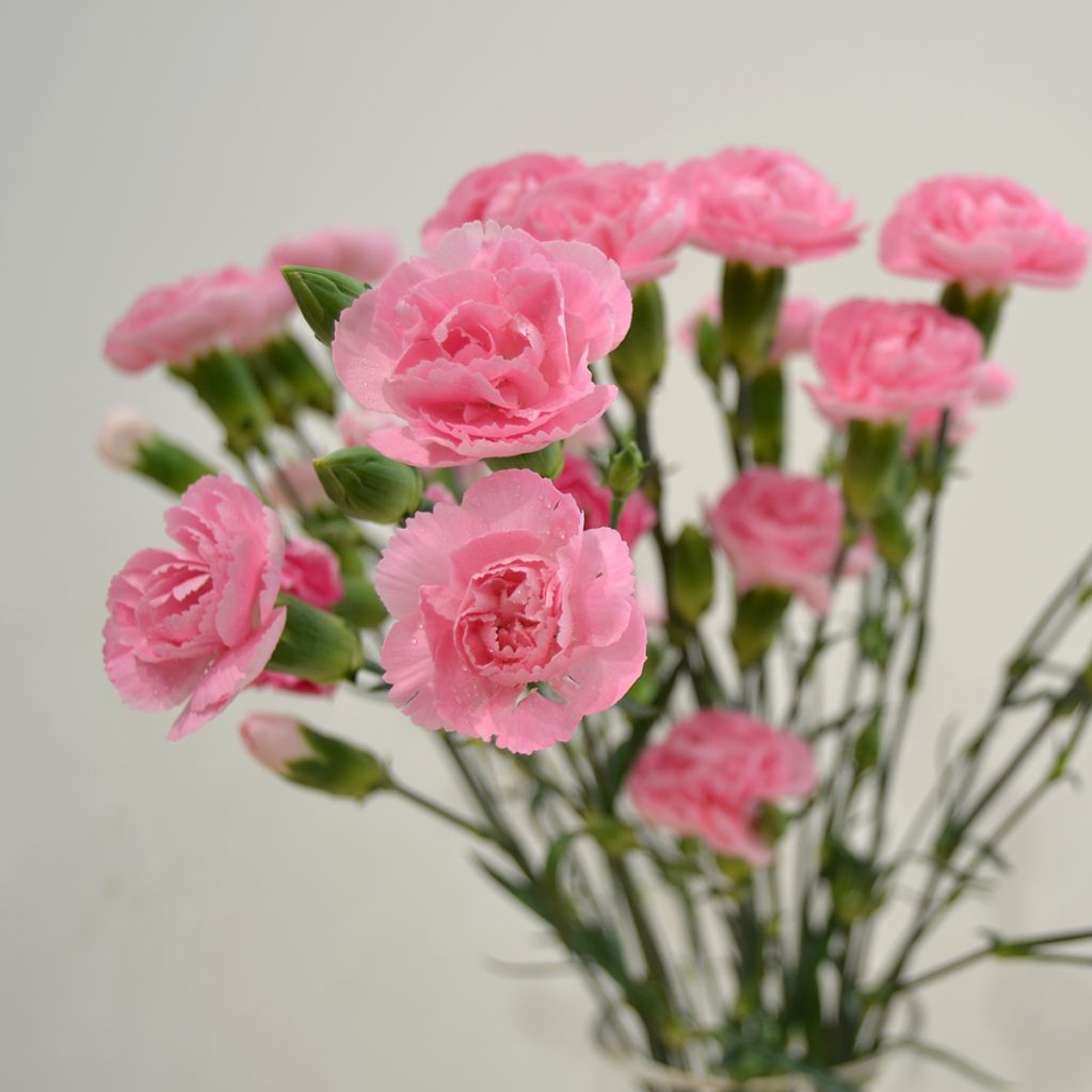 Dianthus plumarius Doris - Oeillet mignardise rose saumon et pourpre