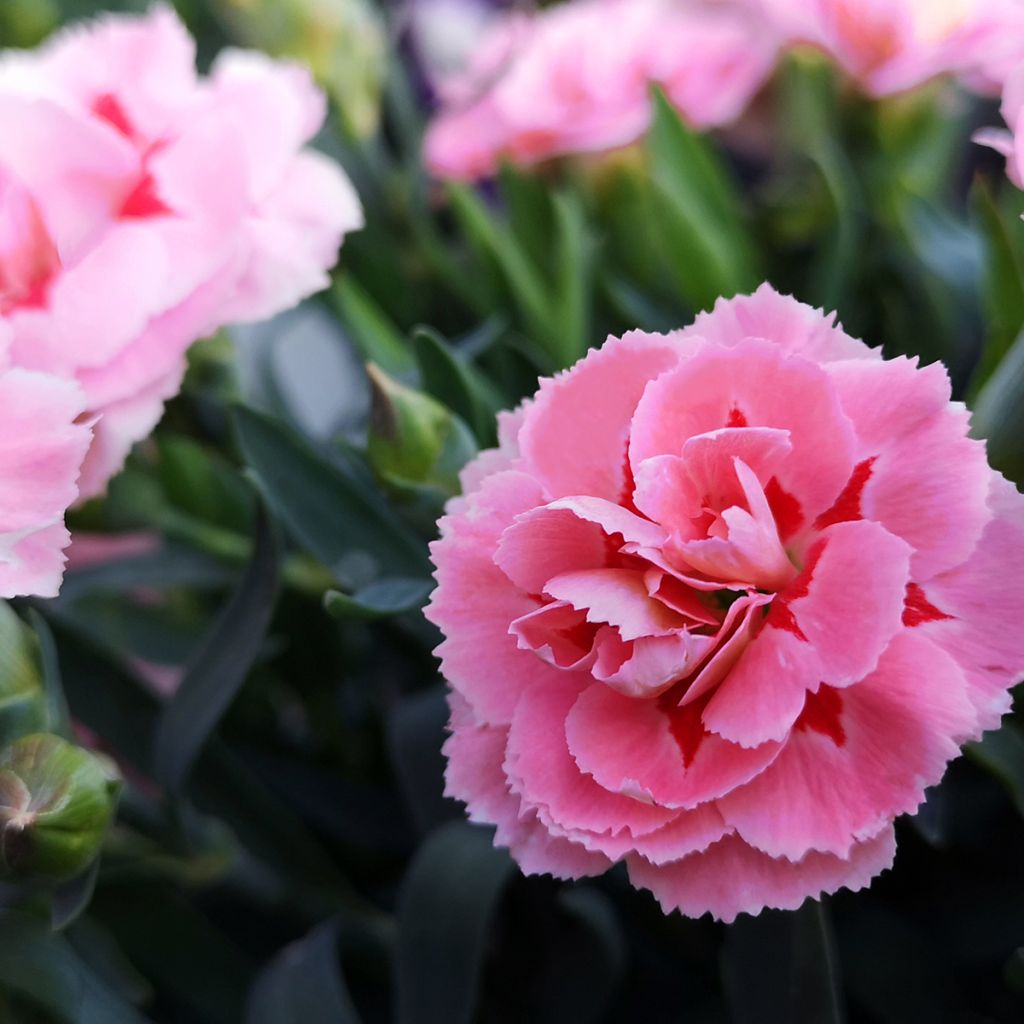 Dianthus plumarius Doris - Oeillet mignardise rose saumon et pourpre