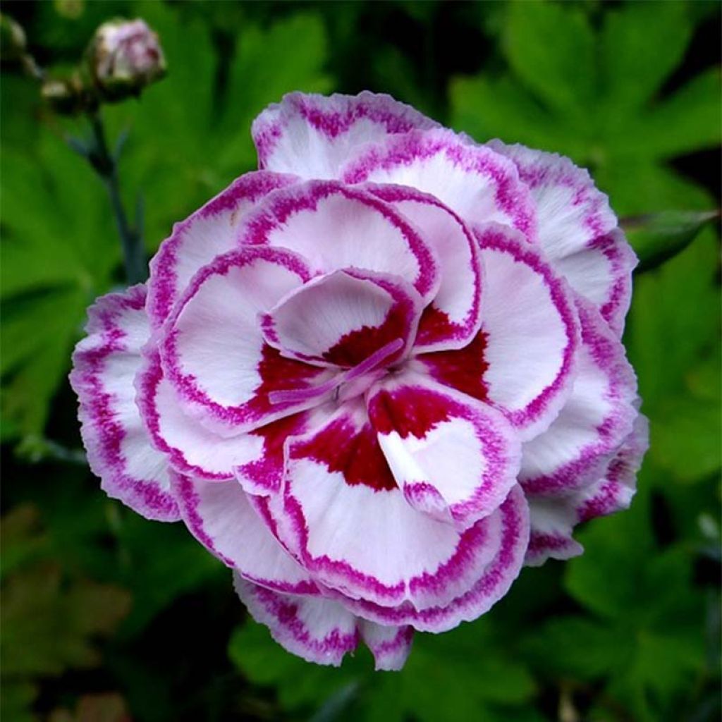 Dianthus plumarius Gran's Favourite - Oeillet mignardise