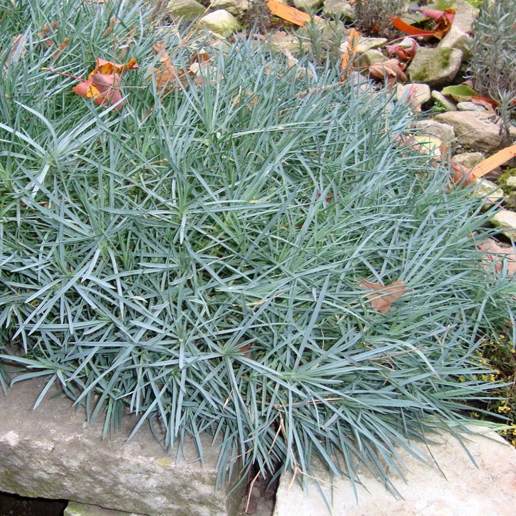 Dianthus plumarius Heidi - Oeillet mignardise 