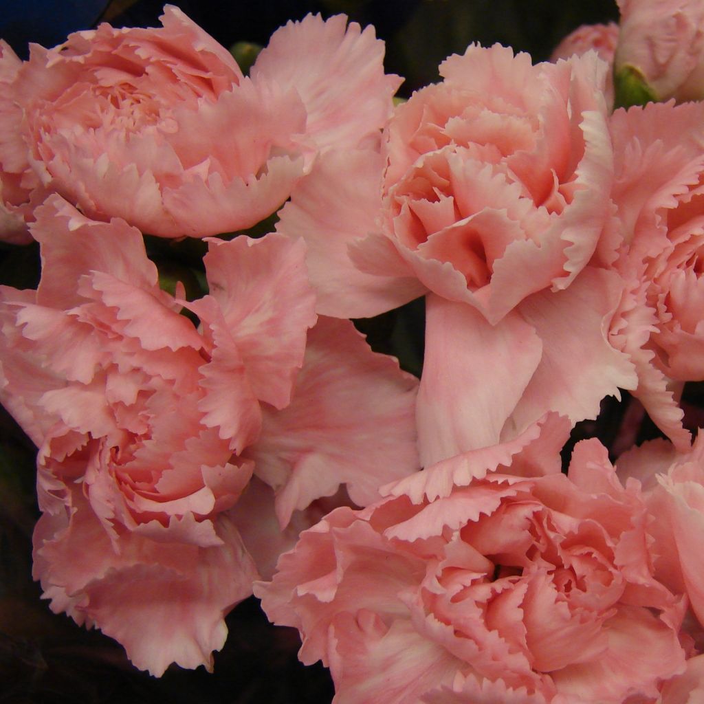 Dianthus plumarius Helen, Oeillet