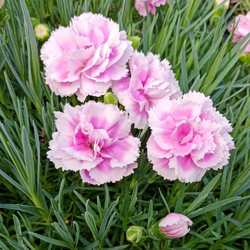 Dianthus plumarius Scent First Iced Gem - Oeillet mignardise