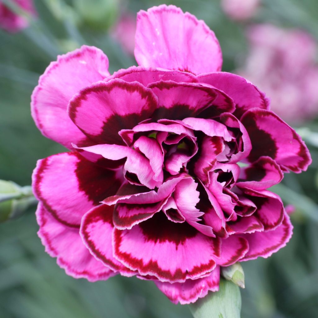 Dianthus plumarius Laced Monarch - Oeillet mignardise