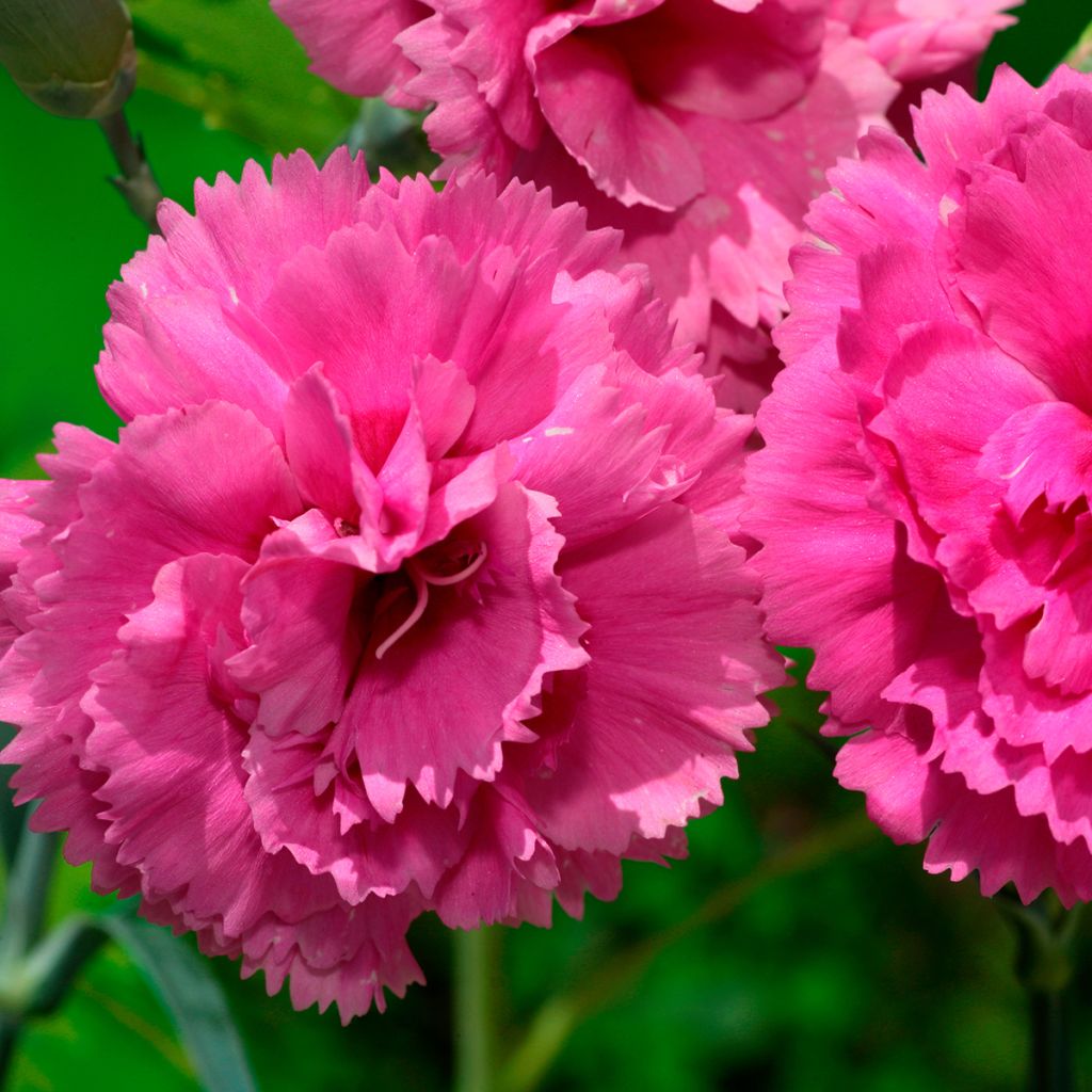 Dianthus plumarius Lily the Pink - Oeillet mignardise