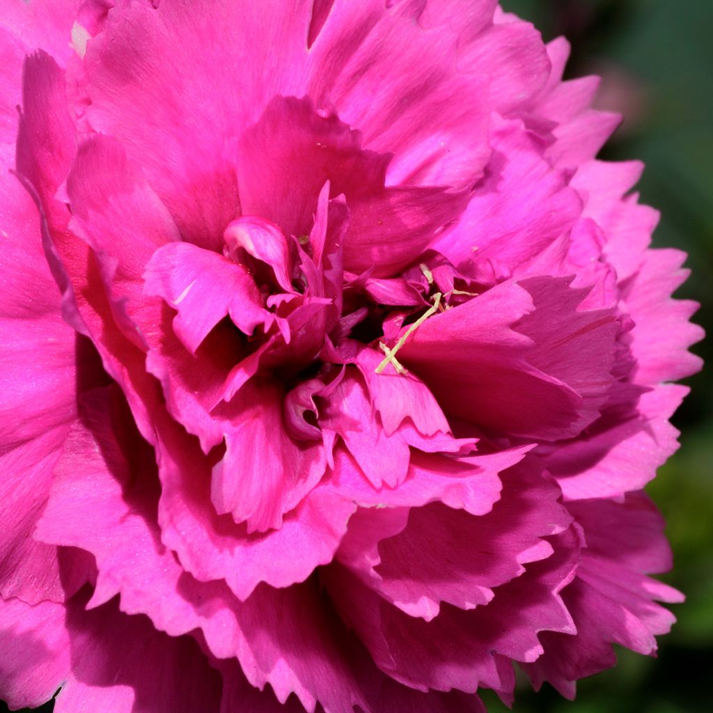 Dianthus plumarius Lily the Pink - Oeillet mignardise