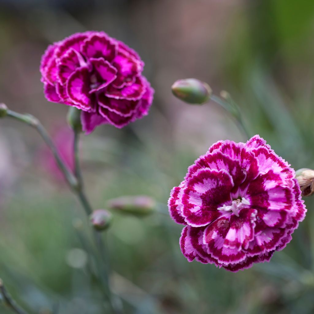 Dianthus plumarius Moulin Rouge (Pink Bicolour) - Oeillet mignardise