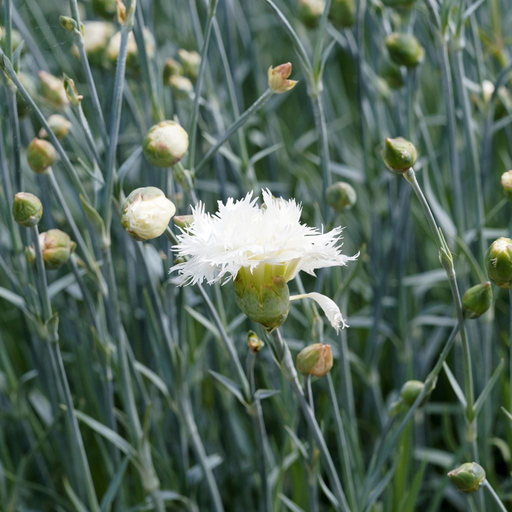 Dianthus plumarius Mrs Sinkins - Oeillet mignardise.