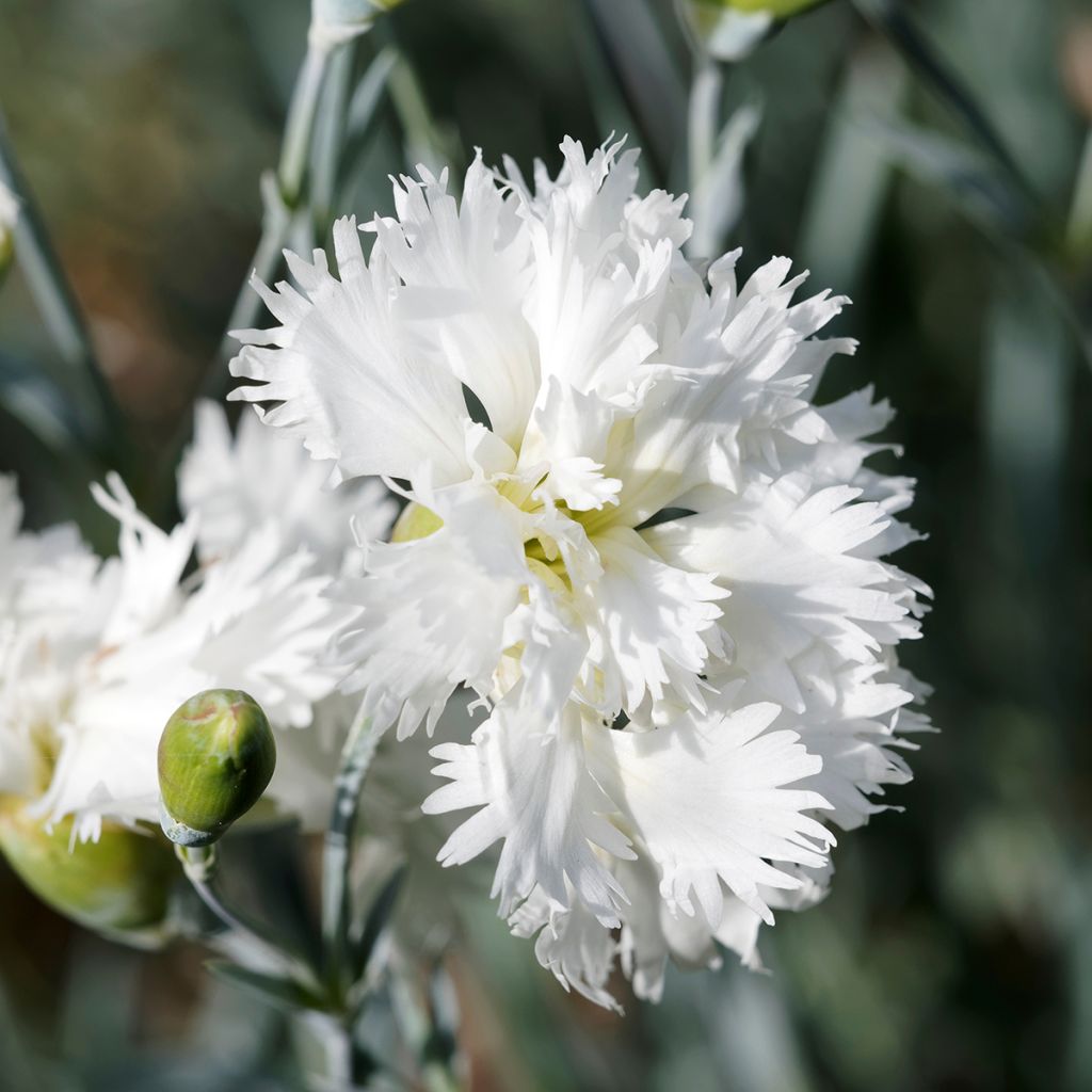 Dianthus plumarius Mrs Sinkins - Oeillet mignardise.