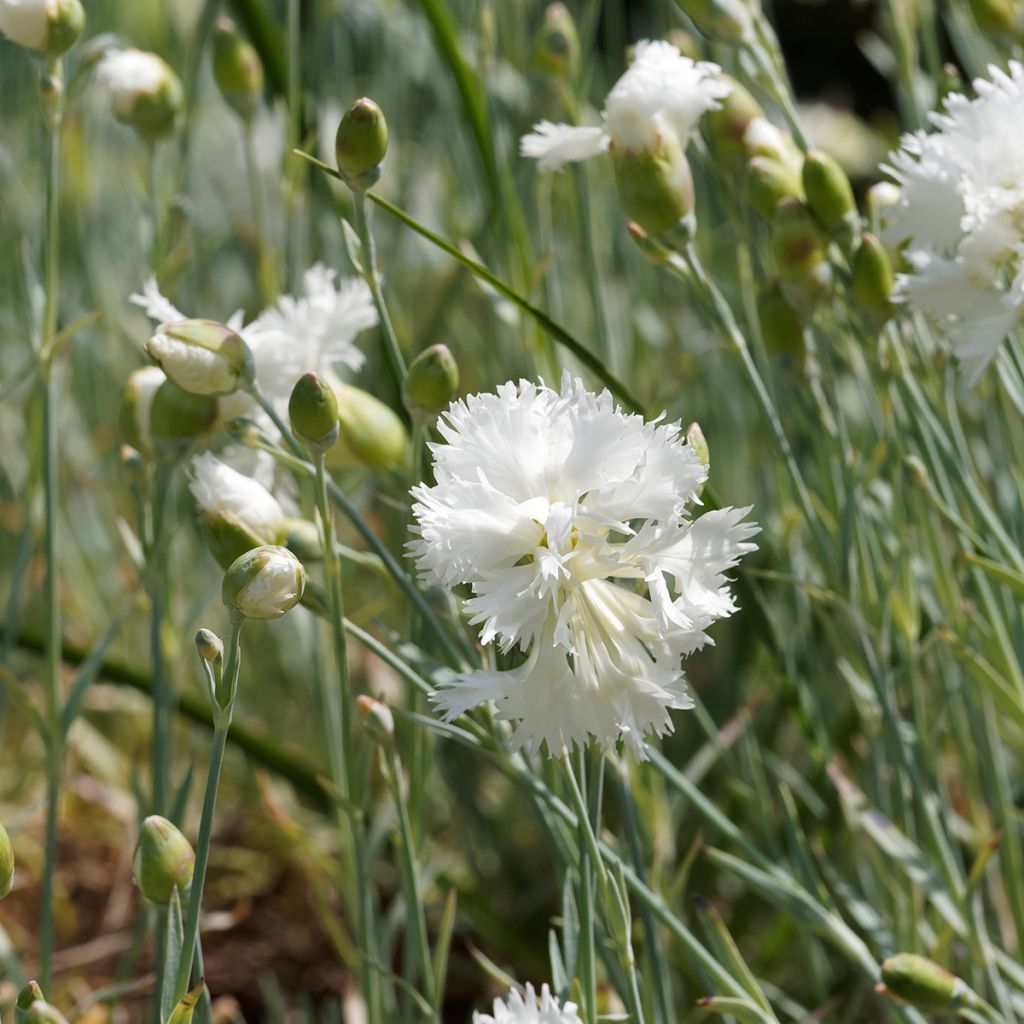 Dianthus plumarius Mrs Sinkins - Oeillet mignardise.