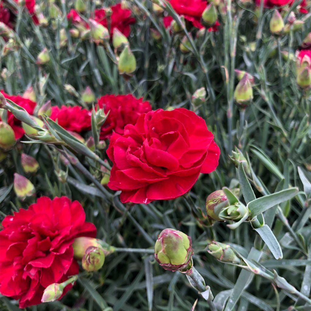 Dianthus plumarius Passion Hot Red - Œillet mignardise