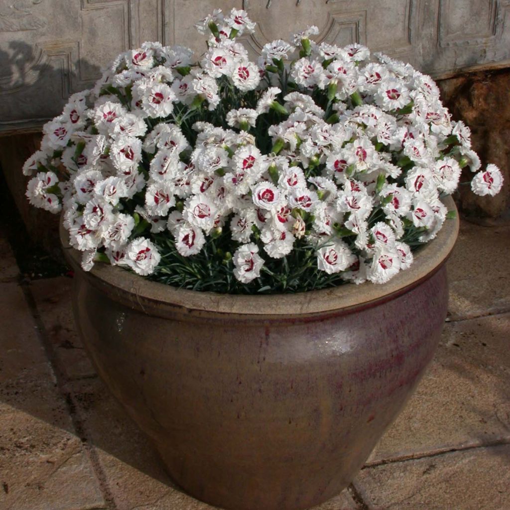 Dianthus plumarius Scent First Coconut Sundae - Oeillet mignardise