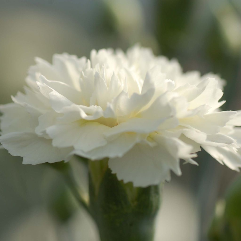 Dianthus plumarius Scent First Memories - Œillet mignardise 