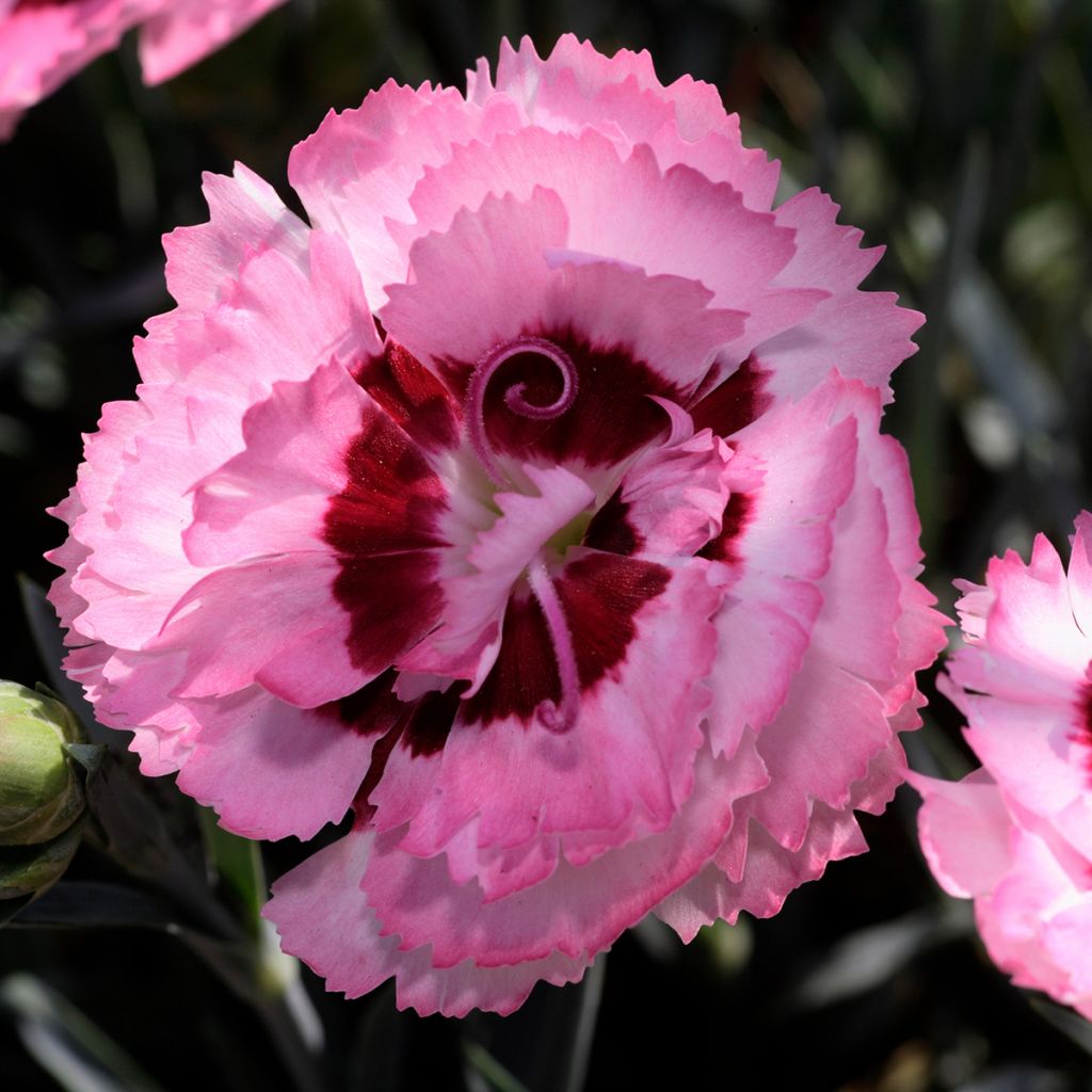 Dianthus plumarius Scent First Raspberry Sundae - Oeillet mignardise