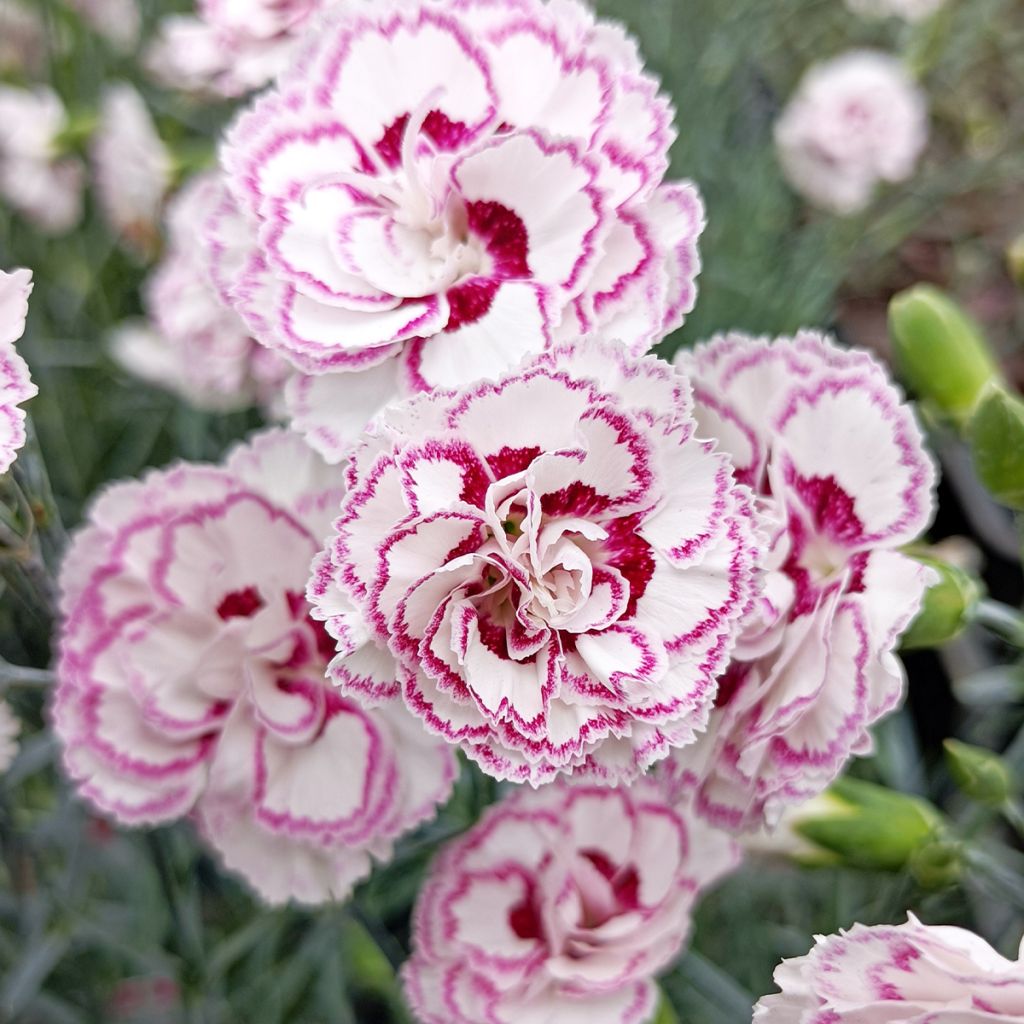 Dianthus plumarius Gran's Favourite - Oeillet mignardise