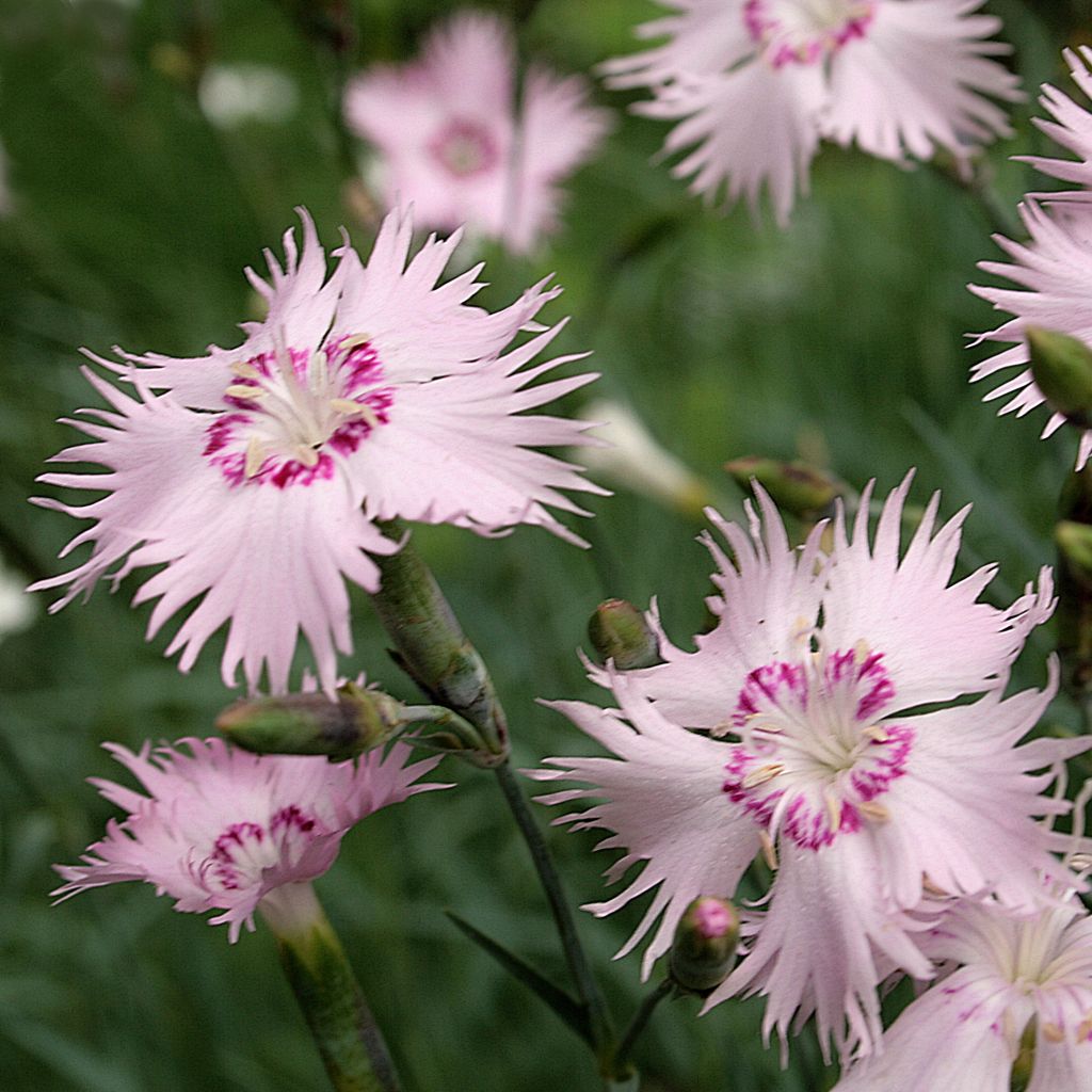 Dianthus spiculifolius, Oeillet