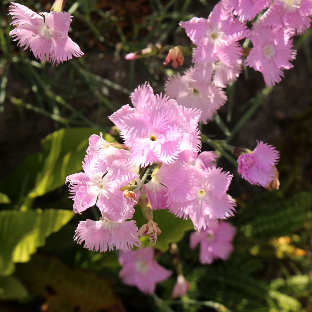 Dianthus spiculifolius, Oeillet