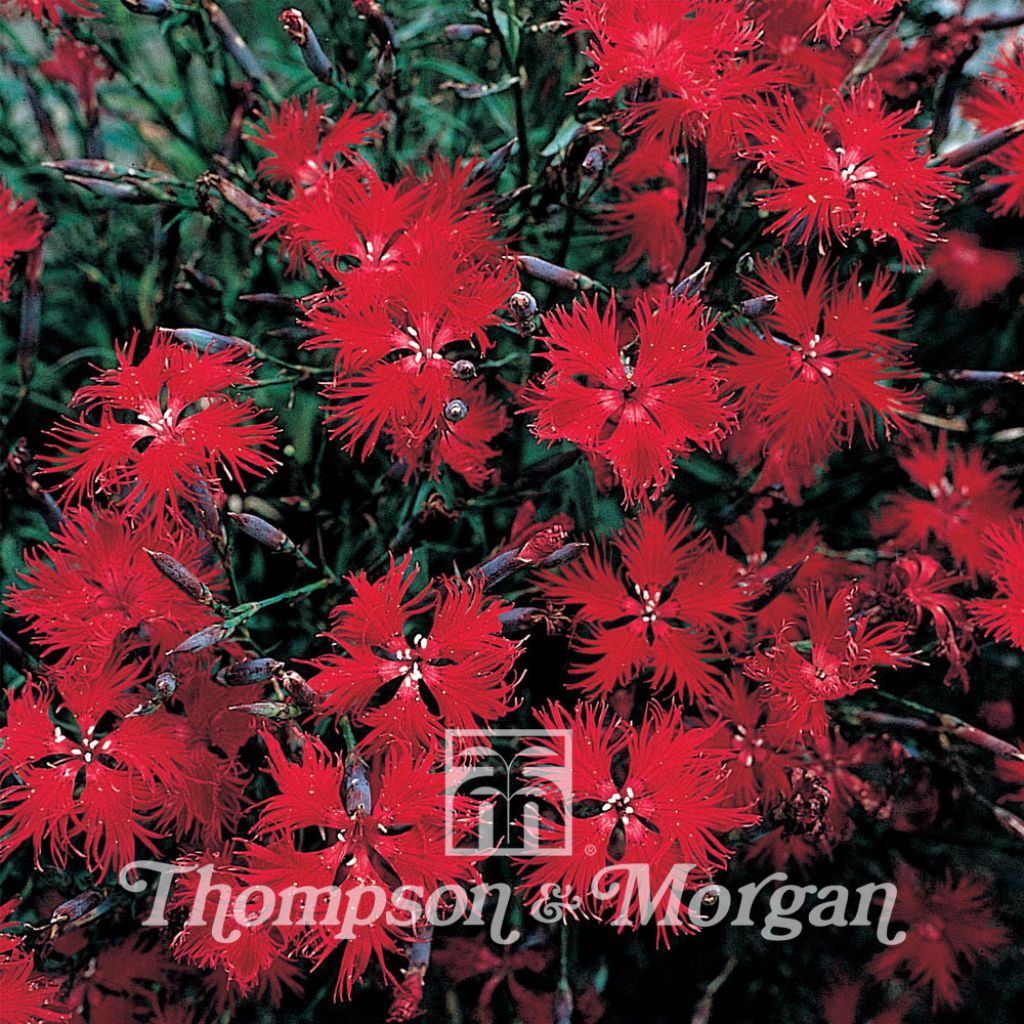 Dianthus Superbus Crimsonia 