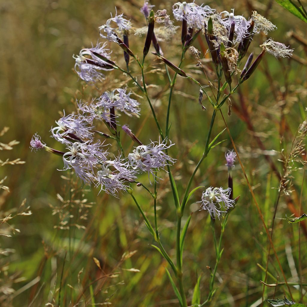 Dianthus superbus - Oeillet superbe